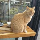 안가네 민박 이미지