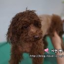 서면펫살롱 이미지