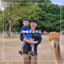 건호목장 | [아기랑 나들이] 가평양떼목장 내돈내산 후기(완전 대만족!)
