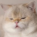 톰슨워시하우스