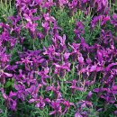 프렌치 라벤더(Lavender) 이미지