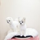 오늘도 아름답개 이미지