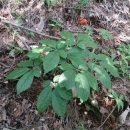 삼구사구 이미지