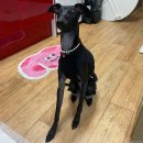 애견호텔 이미지