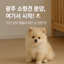 펫블리 | 광주강아지분양 펫블리 애견 샵 방문 후기, 15년 경력 소형견 전문 분양부터 한 달 보상, 협력 병원...