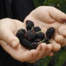 미선농장 이미지