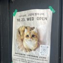고양이 행복구역 이미지