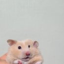 달콤하니냥 이미지