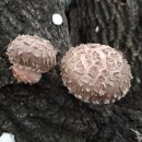 신석농장 이미지