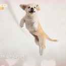 지니마카롱
