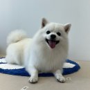 윤애견미용 | 청라 애견미용 개설렘 댕댕이가 활짝 웃는 스파 체험기