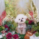 삐삐 펫살롱 이미지