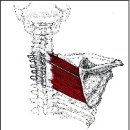 09.Teres major,minor(대.소 능형근) 이미지