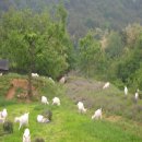 태성목장 이미지