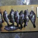 사러??? 마러???? 이미지