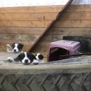 리오목장 이미지