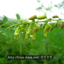 고삼 이미지