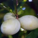 포포나무-앨러게이니-Paw Paw Tree-Allegheny- 이미지