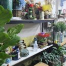 한솔화원 이미지