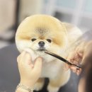 웰니스펫뷰티 이미지