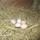 청야농장 이미지