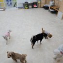 고려애견 이미지