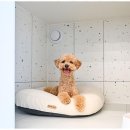 폴앤도기 이미지