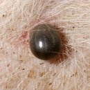 라임동물병원 이미지