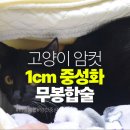 하비동물병원 | 고양이 암컷 1cm 중성화