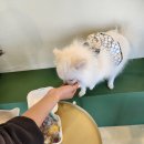 제주바개트 이미지