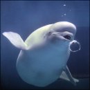 고래스크린 이미지