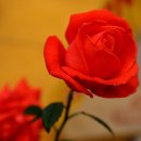 장미 - 해운대구 양운로80번길 18 | 장미