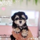 은아 펫 타운 이미지