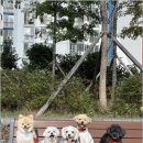 금오유치원 | 양산애견유치원, 우리 댕댕이 인싸견 등극! 디엠 다우리 도그 센터 후기