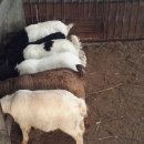 우리염소 이미지