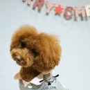 숑숑펫살롱 이미지