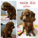 애견아트 이미지