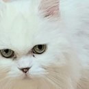 키움 동물병원 이미지