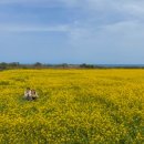 제주 트윈즈 이미지