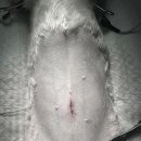 원당동물병원 이미지