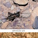 월간 자연과생태 제공 가을 메뚜기 울음소리.들어 보실래요? 이미지