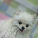 제이 애견 미용 이미지