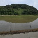 부귀 메타세쿼이아길 이미지