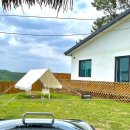 도그프리덤 이미지