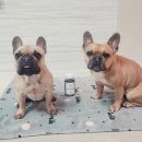 피피도그 | 강아지 덴탈껌 추천 산책 훈련용 간식까지 가능한 보그린 HAp 도그 덴탈 트릿 후기🐶💜