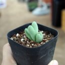 다육꽃집