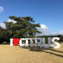 감귤홍보관 이미지