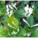 인동초민박 이미지