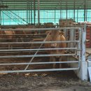 앞동산농장 | 울산 울주군 봉계 한우 맛집 앞동산가든/18년 단골식당 암소 숯불 구이