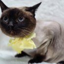 영블리 펫살롱 이미지